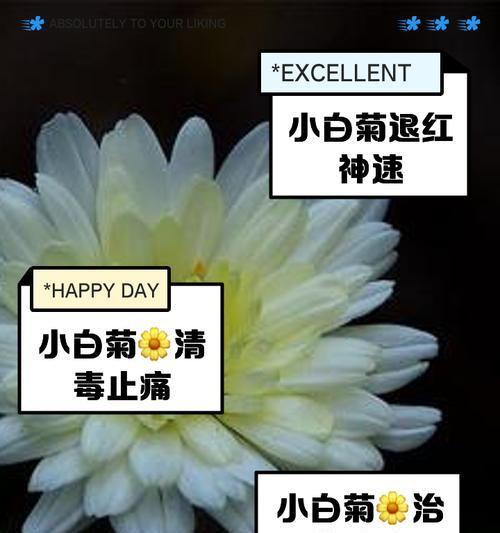 白菊花花语是什么意思？为什么白菊常用于哀悼场合？