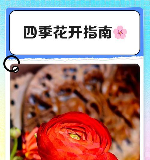 云梨树的花语是什么？云梨树在花语中代表了什么？