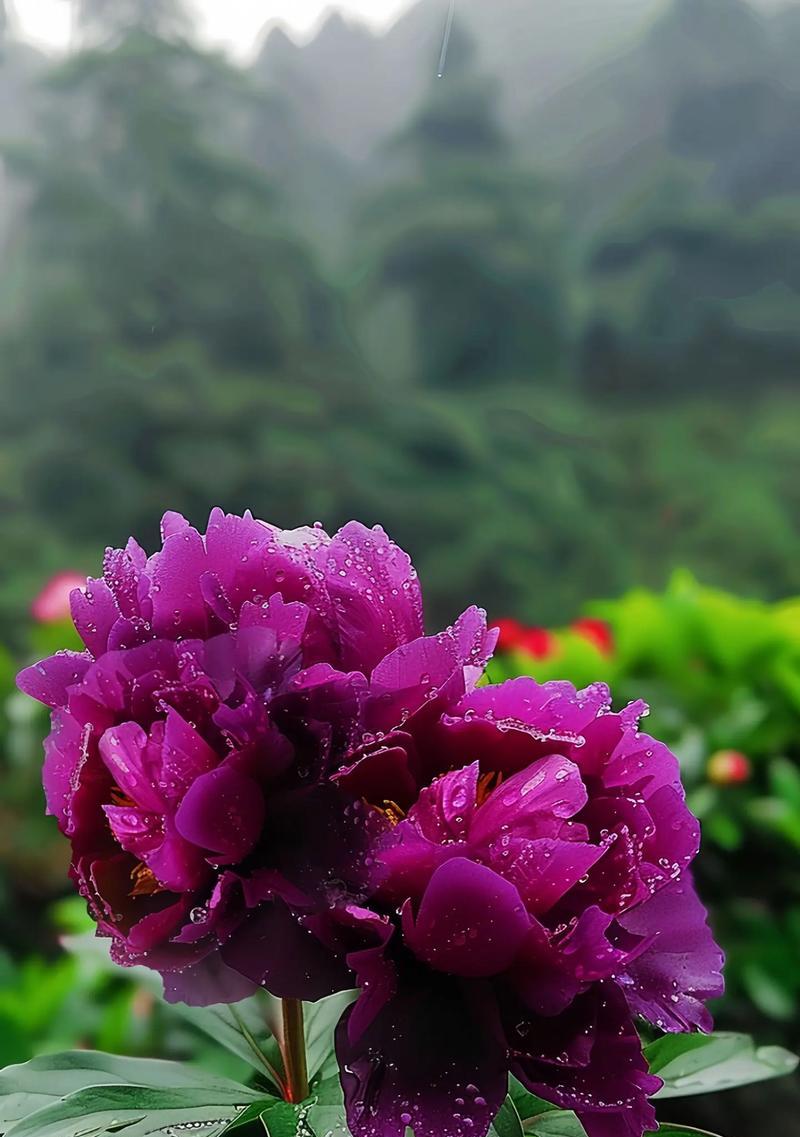 大牡丹花的绚丽花语是什么？