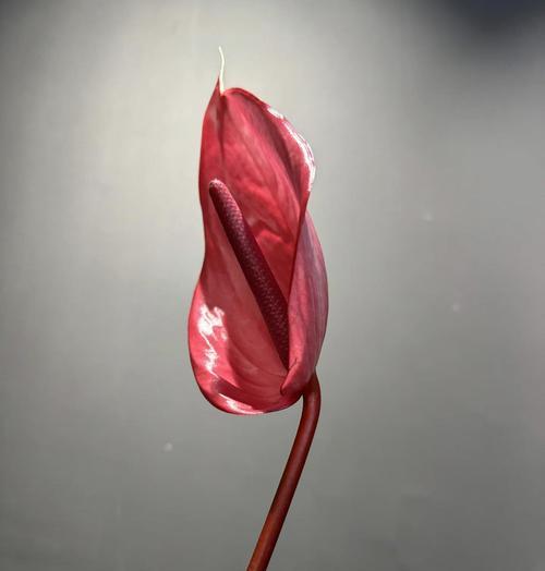 道具诱惑的花语有何含义？哪种花与之相关？