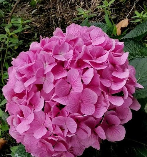 粉色绣球花的花语含义是什么？绣球花颜色代表什么？