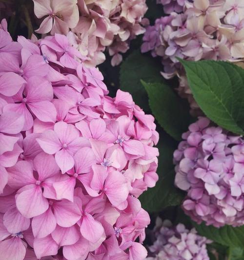 粉色绣球花的花语含义是什么？绣球花颜色代表什么？