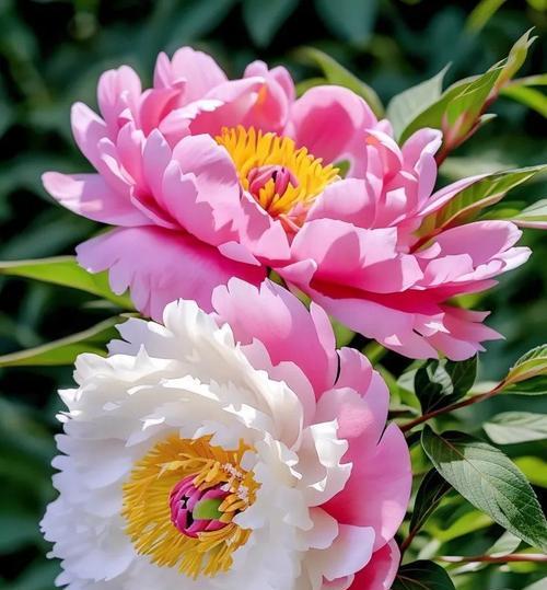 妖艳芬芳的花语代表什么？它传递了哪些情感？