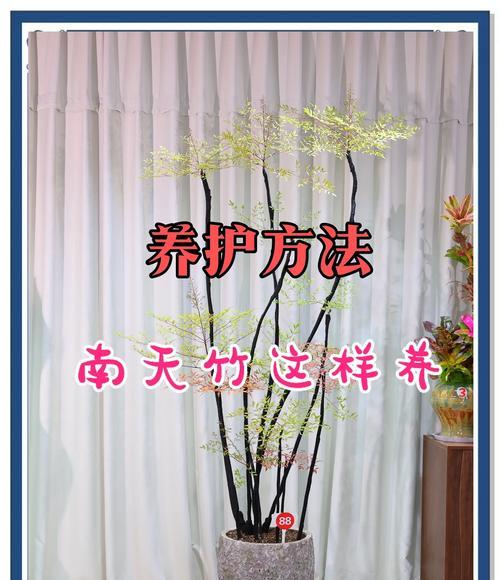 火焰南天竹的寓意和花语有何特别之处？