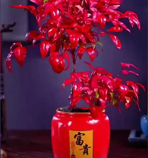 火焰南天竹的寓意和花语有何特别之处？