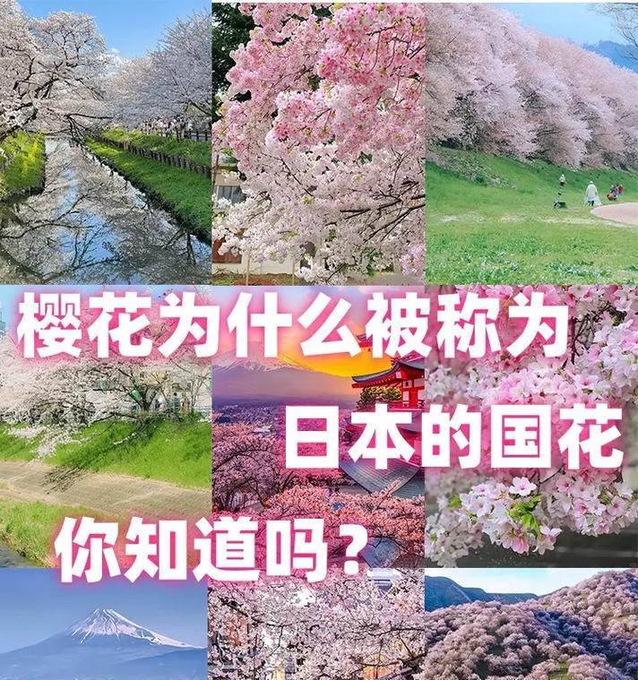 四瓣樱花有何寓意？它的花语是什么？