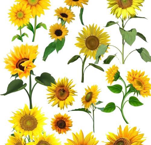 追求希望的花语代表什么？哪种花象征着追求希望？