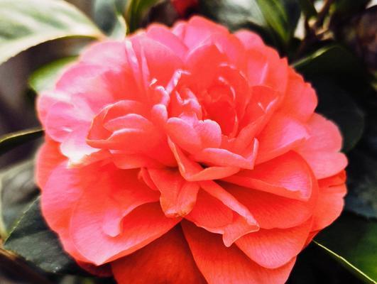 追求希望的花语代表什么？哪种花象征着追求希望？