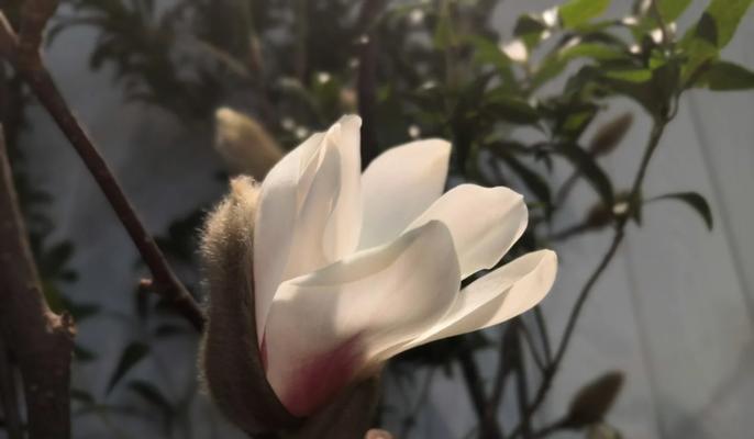 宽窄花语与生肖动物有何关联？宽窄花语具体代表哪些生肖和动物？