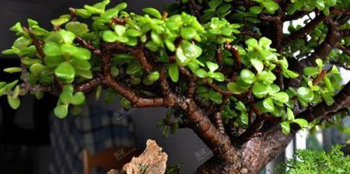 宽窄花语与生肖动物有何关联？宽窄花语具体代表哪些生肖和动物？