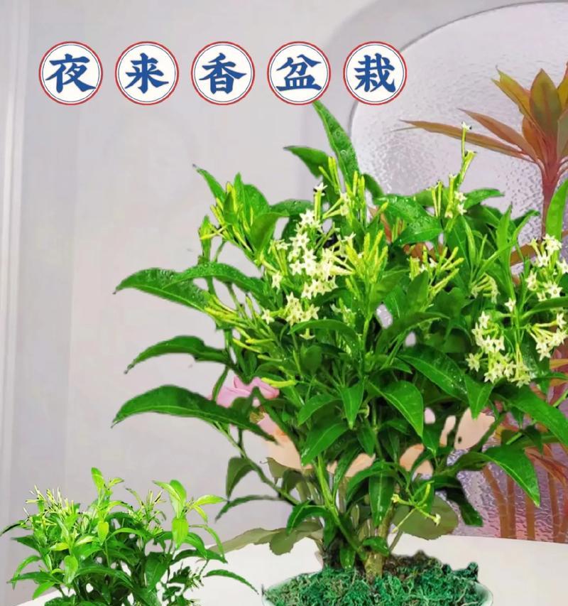 夜来香的花语代表什么？