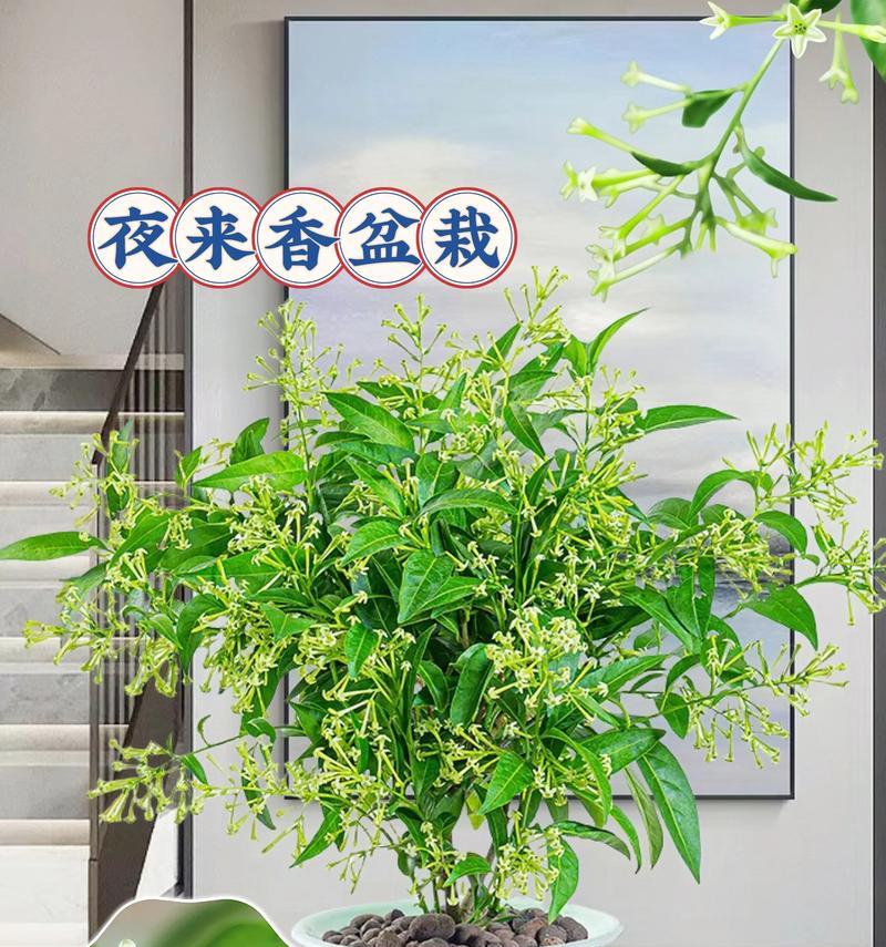夜来香的花语代表什么？