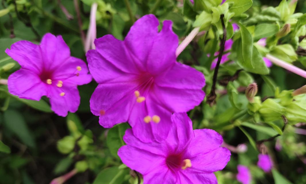 夜来香的花语代表什么？