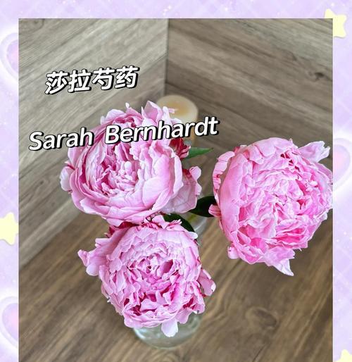 芍药花不同颜色的花语有何区别？如何选择？