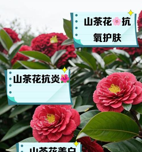 山茶花的花语有何寓意？