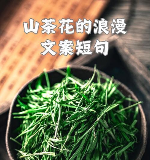 山茶花的花语有何寓意？