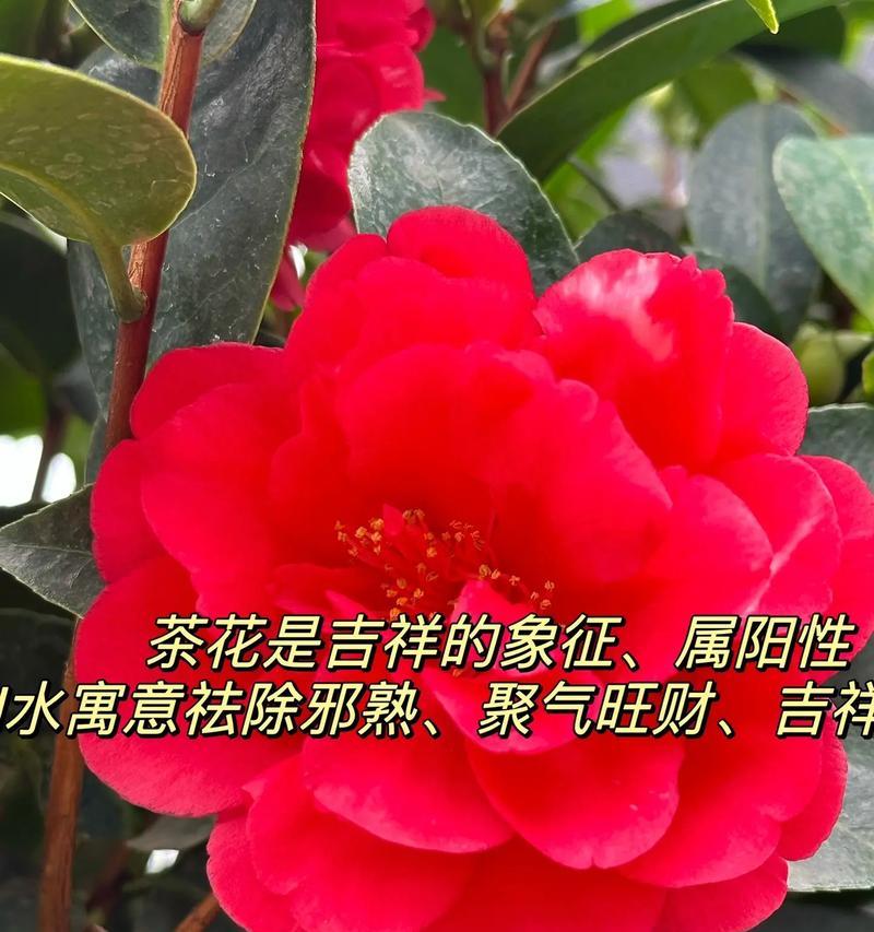 山茶花的花语有何寓意？