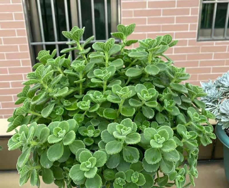 道具拜托的花语含义是什么？