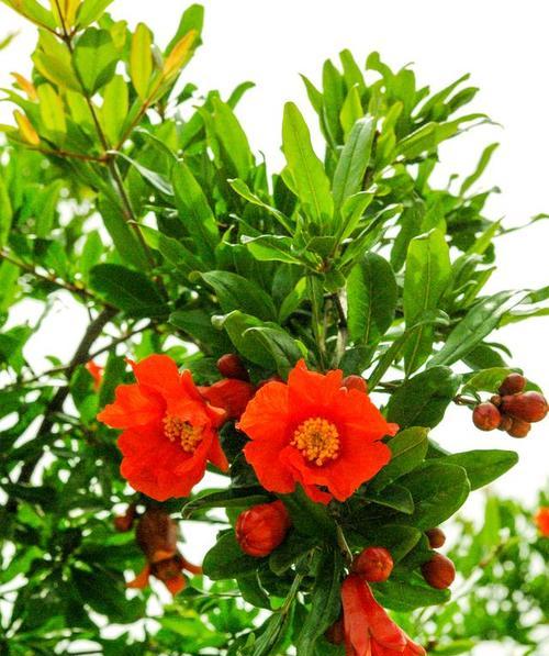 石榴干花的寓意与花语有何不同？