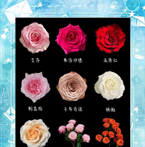 迷你世界玫瑰花的花语含义是什么？如何挑选？