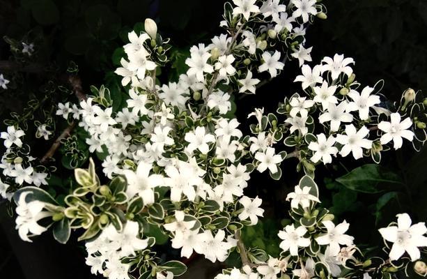 小刘海花语背后隐藏着什么故事？