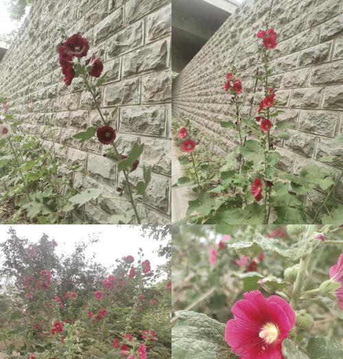 小刘海花语背后隐藏着什么故事？