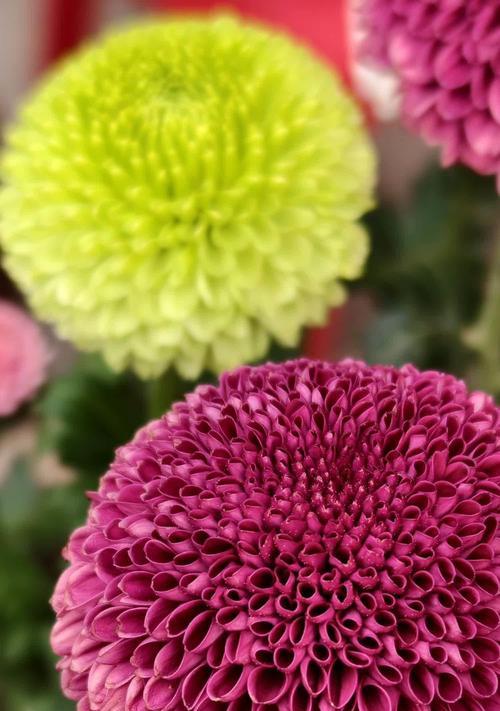 月季代替菊花的花语是什么？月季和菊花的花语有何不同？