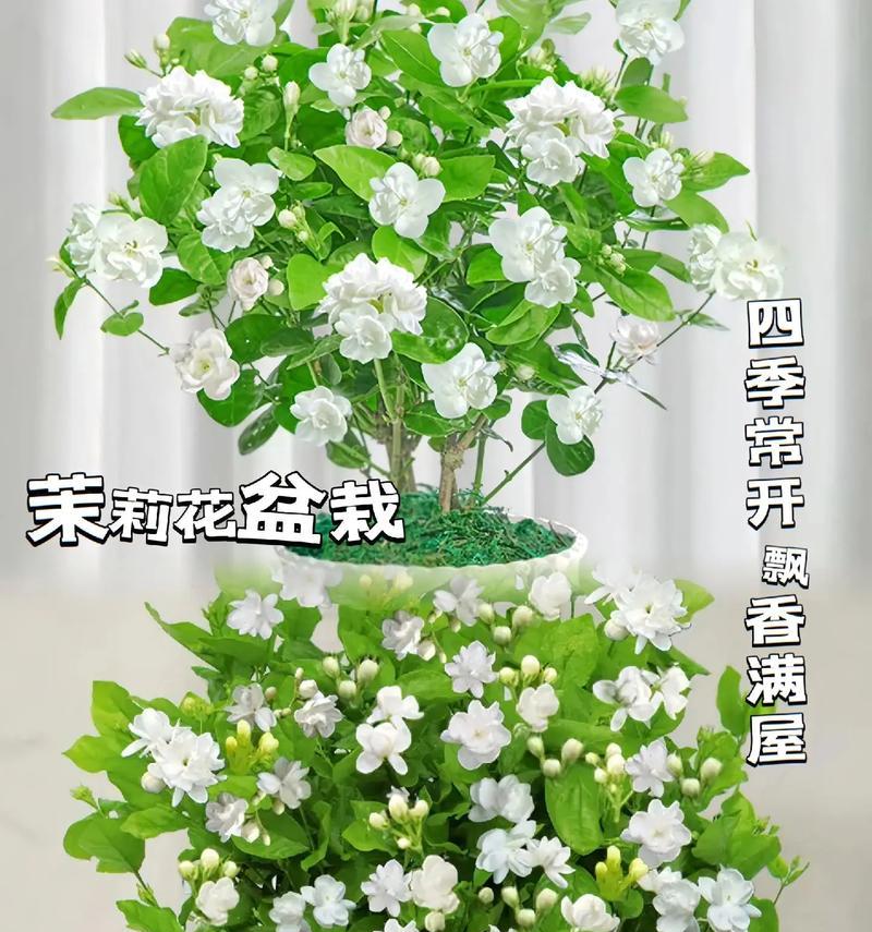 茉莉花茶在日本的花语是什么？这种花语有何特殊含义？