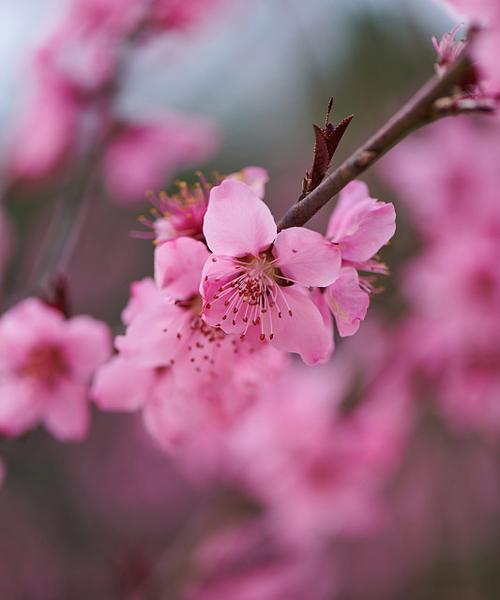 桃花的花语代表了什么？