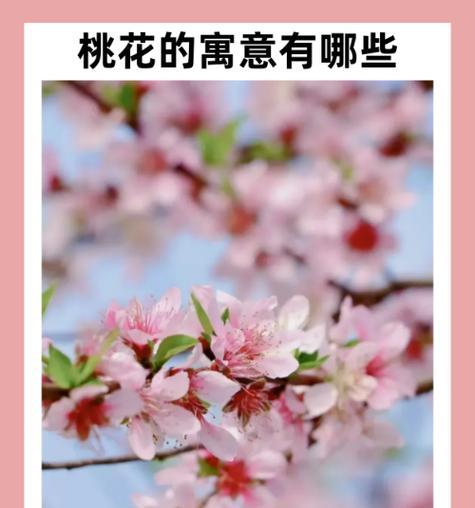 桃花的花语代表了什么？