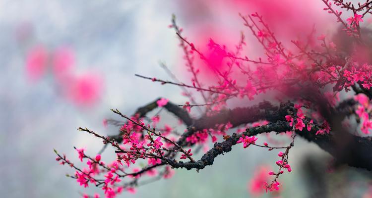 桃花的花语代表了什么？