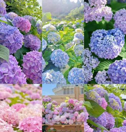 花语名园含义是什么？如何理解花语名园的深层含义？