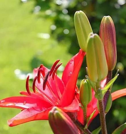 小安送的花代表了什么花语？