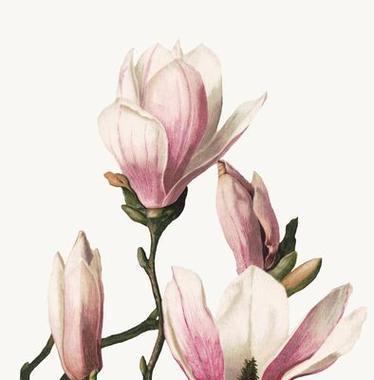 木兰花帽子的花语是什么？它有何寓意？