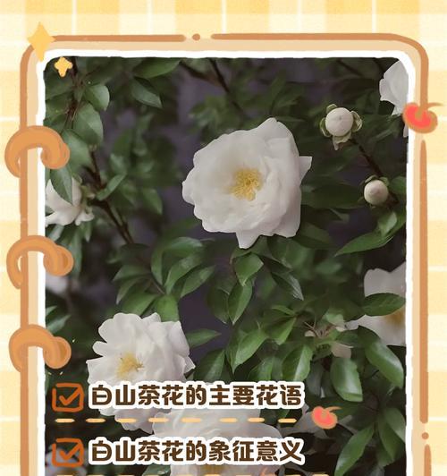 木茶花的花语是什么？它有何特别的含义？