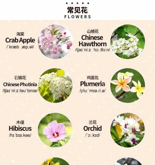 什么花的花语是什么意思？每种花都有什么特别含义？