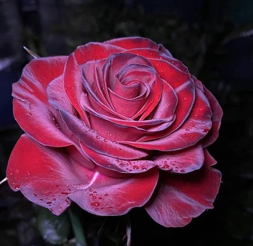 两根红玫瑰花语是什么？它代表了什么？