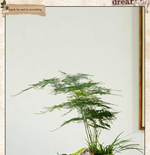 文竹的花语是什么？文竹代表了什么样的情感？