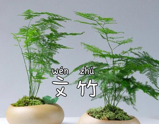 文竹的花语是什么？文竹代表了什么样的情感？