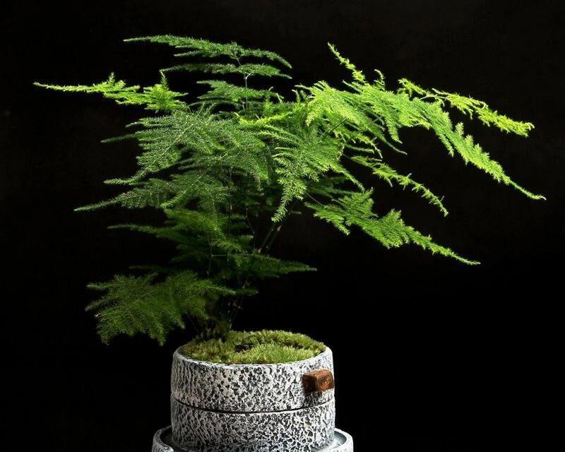 文竹的花语是什么？文竹代表了什么样的情感？
