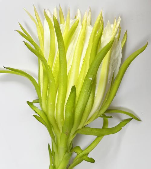 霸王花象征着什么？
