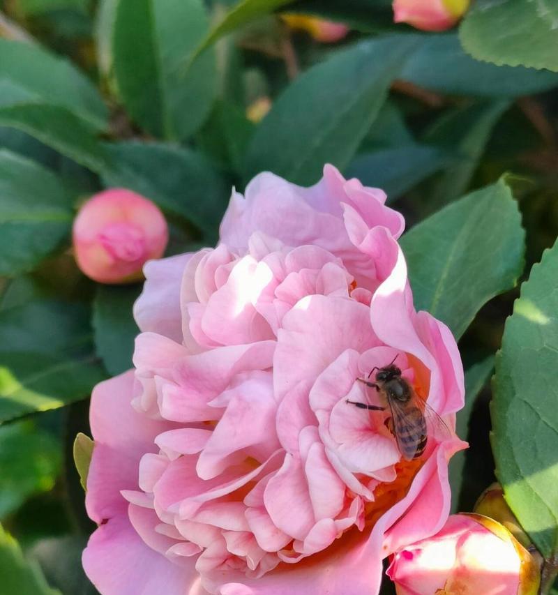 哪种花语最能代表青春？