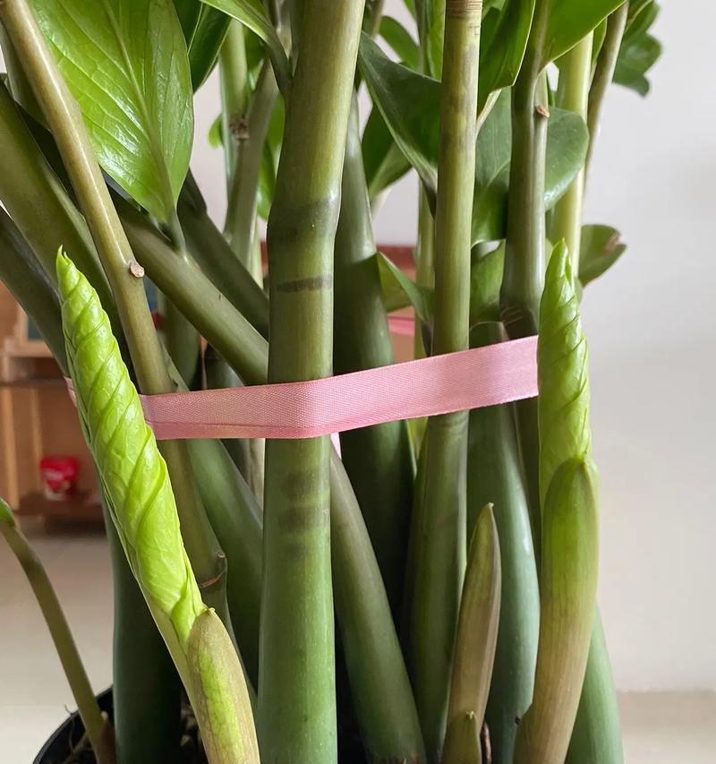 金钱树开花预示着什么？花语有哪些？