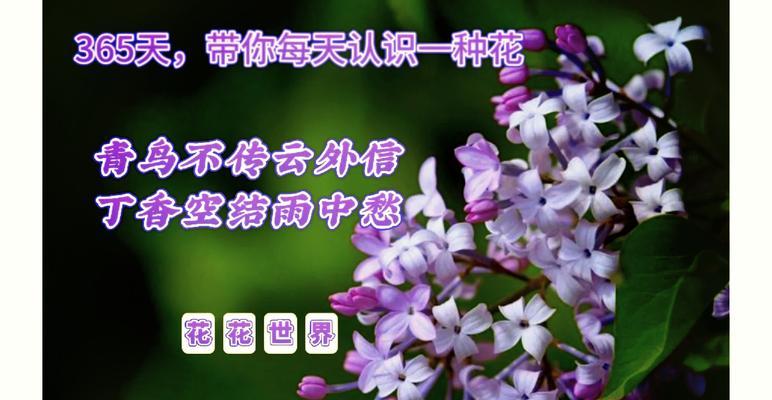 哪种花的花语代表“暗”？
