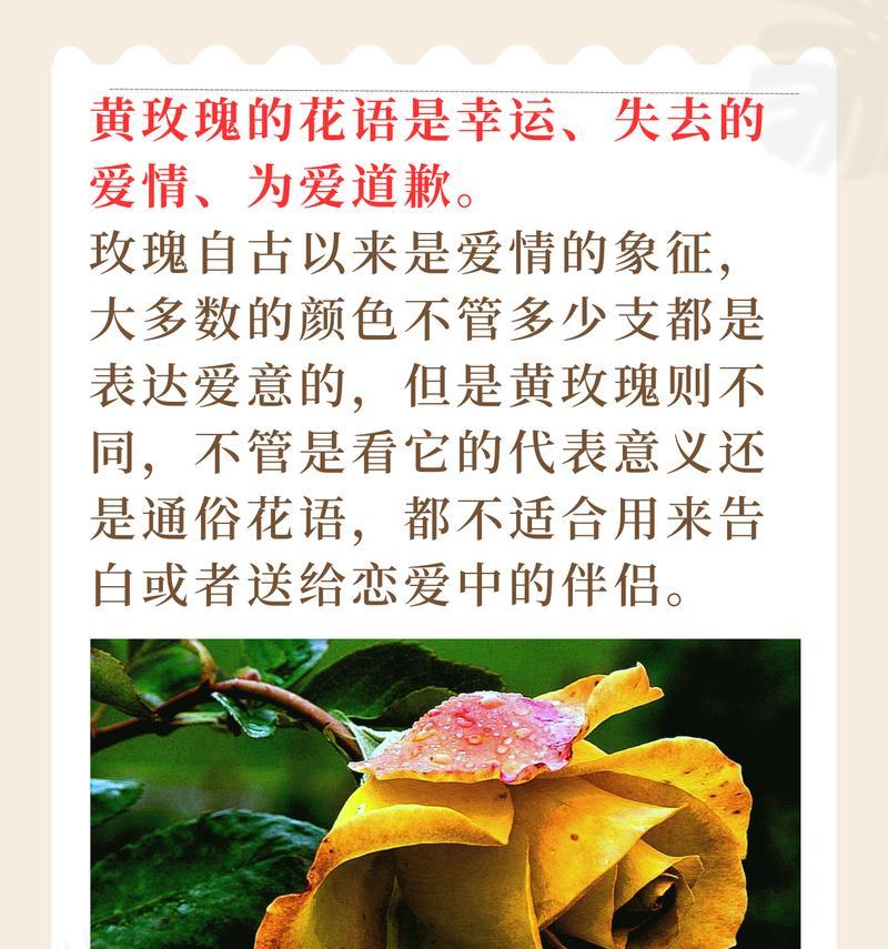 黄玫瑰为何被视为珍贵且有何花语？
