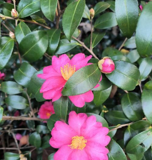 白茶花花语用什么词语形容？它的花语有何深意？