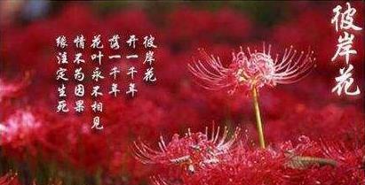 云堇代表的花语有哪些含义？
