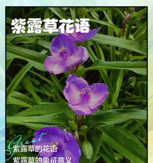 希望治愈的花语是什么？如何通过花语传递正能量？
