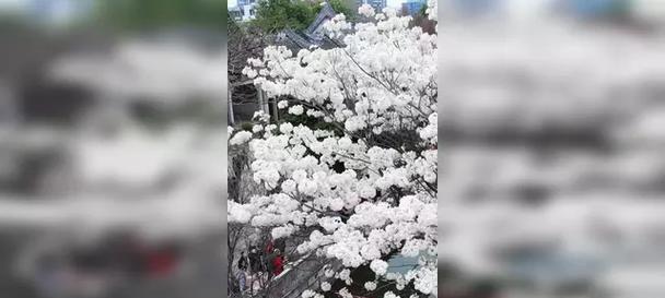 白花风铃木的花语和寓意是什么？