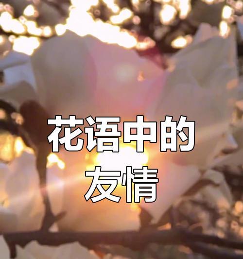 失去友谊时花卉如何表达？